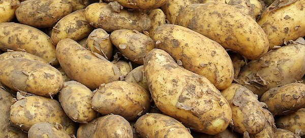 Verse aardappelen